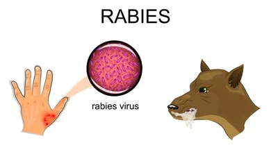 viruses